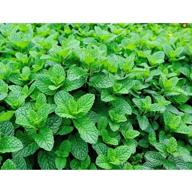 Mint leaves for Export / Fast delivery and Quick response / Wholesale from Vietnam