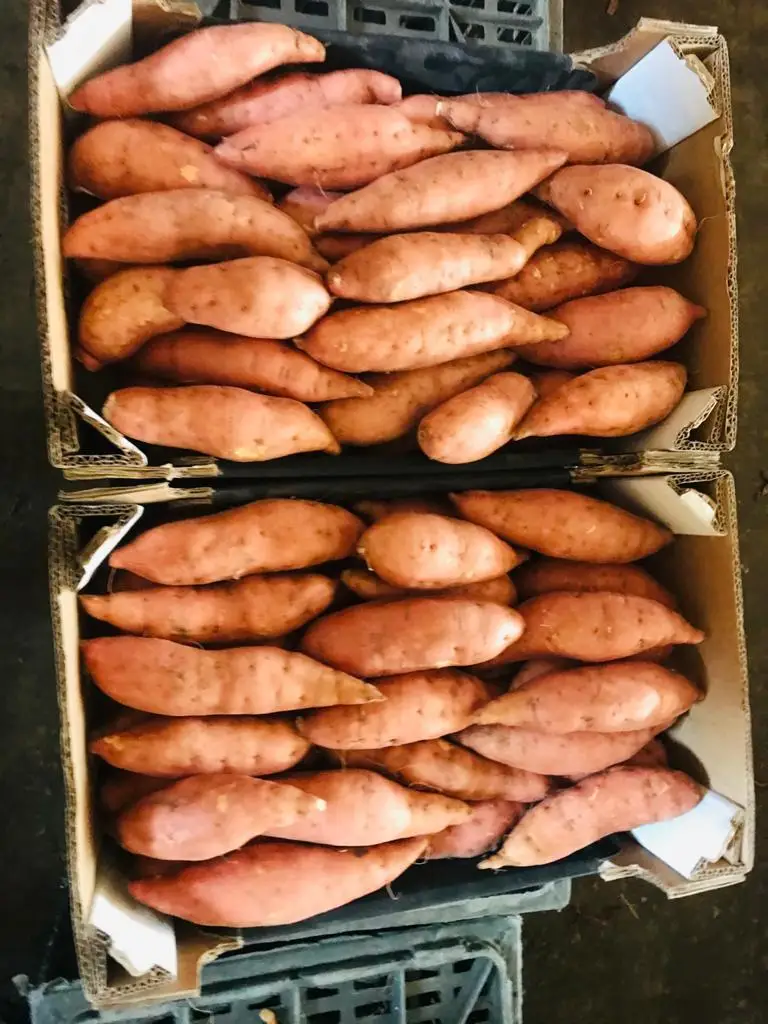 Egyptian Sweet potato high quality low prices