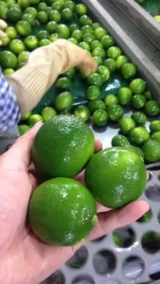 Высококачественный свежий зеленый лайм без семян/зеленый лимон из Вьетнама мисс Дженни + 84 358485581