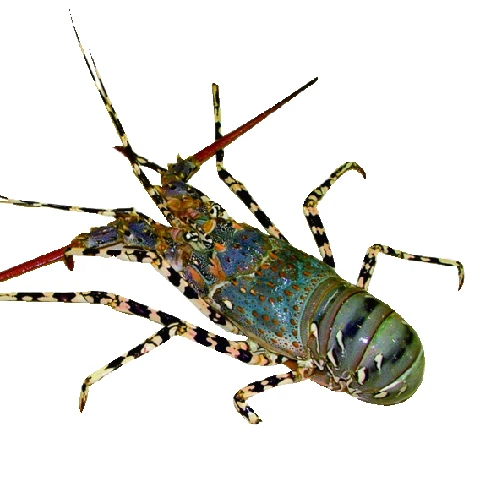 
WHOLE SALE LIVE CRAYFISH - SPINY LOBSTER WHOLE ROUND 