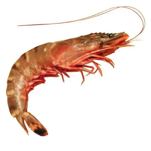 Frozen Shrimp brands with good factory price / SEAFOOD Top Quality Cold Water Shrimp