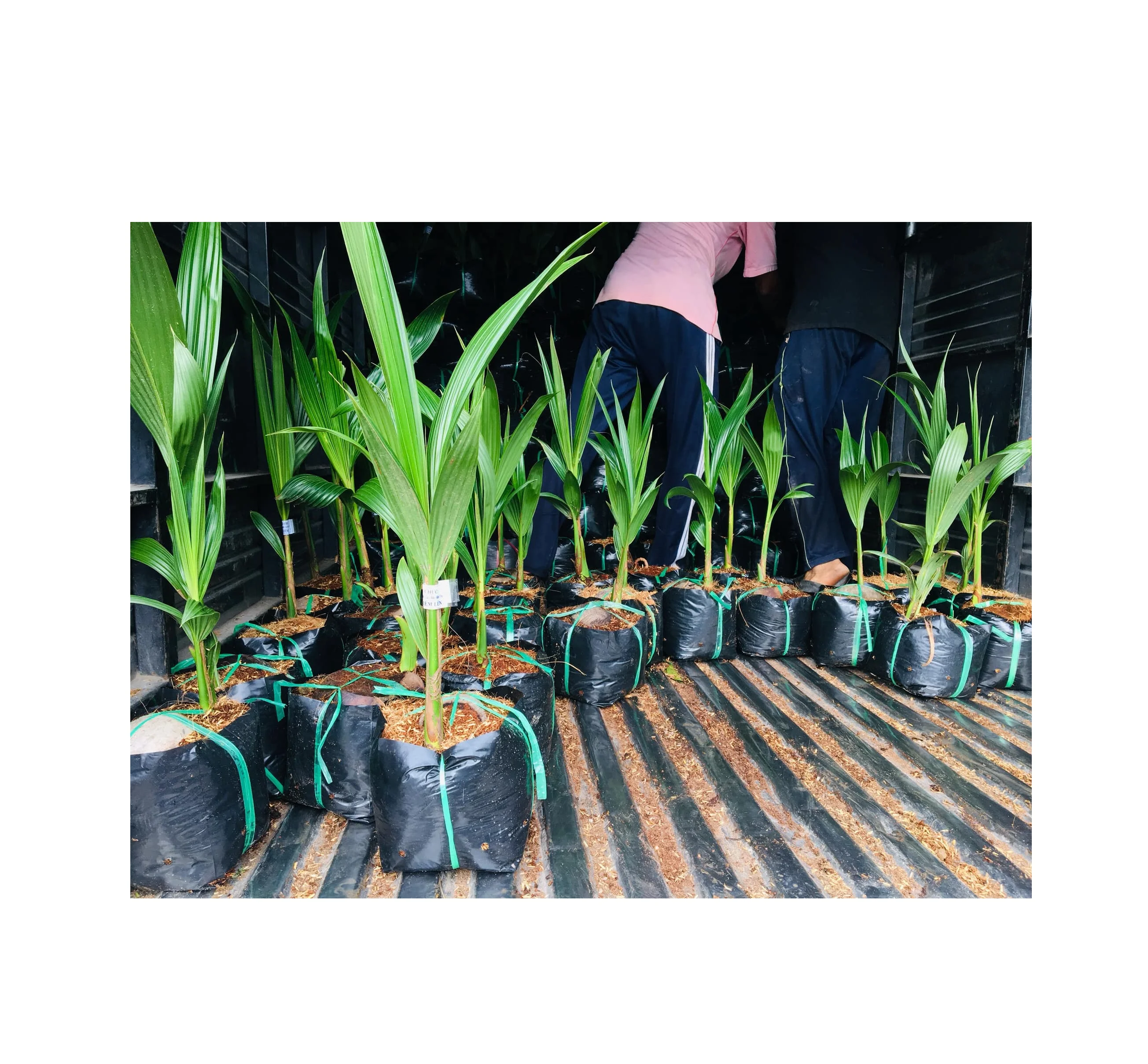 
 Вьетнам Лучшая цена для продажи различные типы рассады кокосового дерева/зеленый сиамский кокос для посадки // Рейчел: + 84896436456  