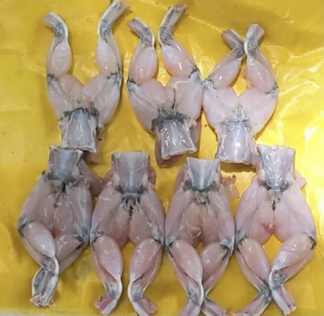 
FROZEN FROG LEGS / FARM RAISED ORGANIC FROG LEGS WITH YOGA POSTURE STYLE/ NO CHEMICAL 