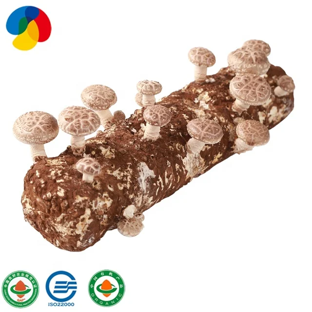 Organic  shiitake mushroom spawn grow bags kit  price supplier for export sawdust inoculation shiitake mushroom spores