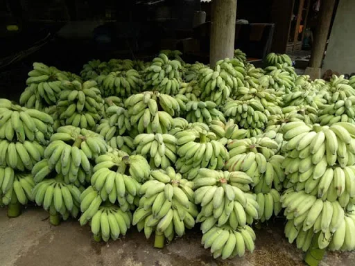 Fresh Cavendish Banana Wholesale Vietnam with Competitive Price