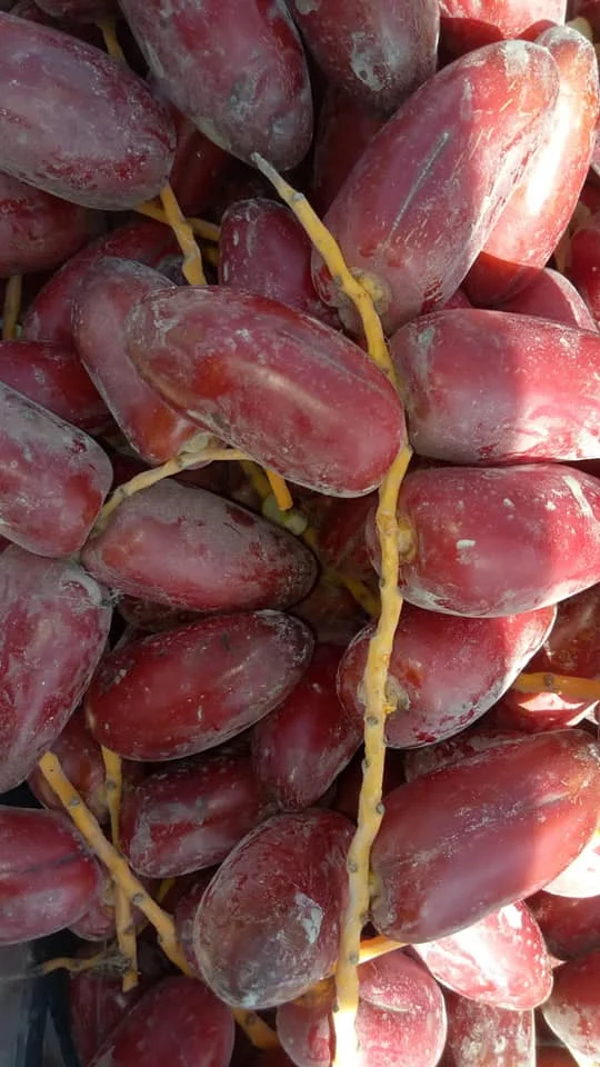 High Quality Fresh Egyptian Red Zagloul Dates for Export