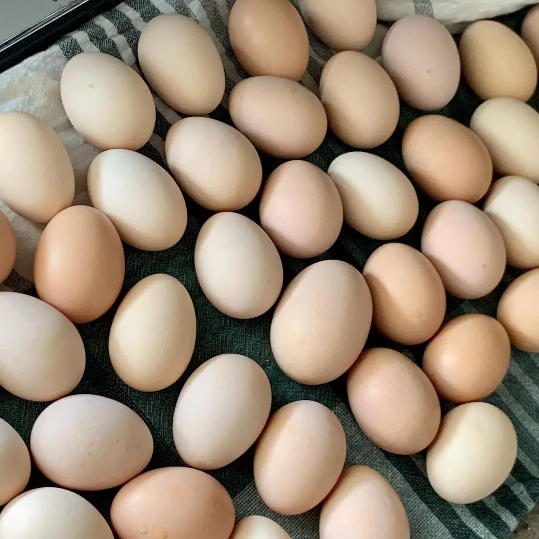 Best quality fresh egg