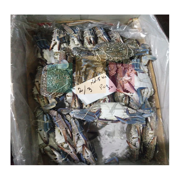 
High Quality Cuttlefish Bone (Raw & Dried) 