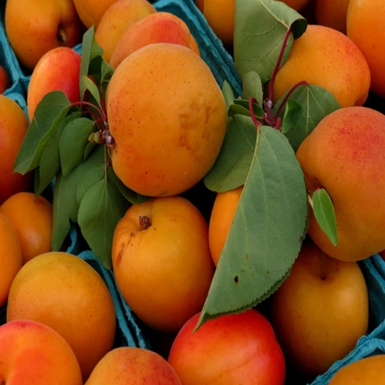 
Fresh apricot 