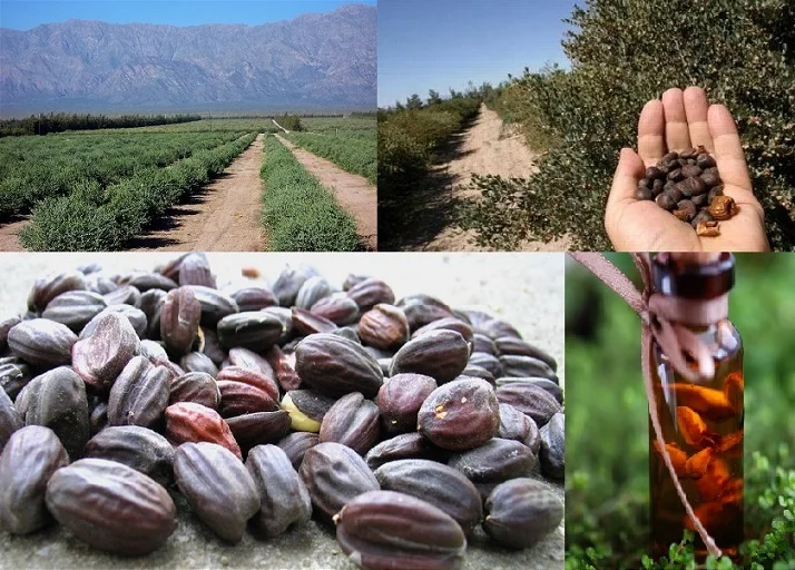 Wholesale Bulk Price Natural Jojoba Oil Best Reasonable Price Aroma Jojoba Essential Oil Supply By Exporters