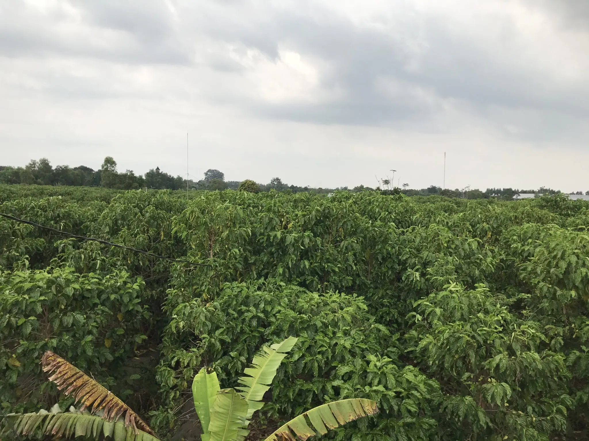 Хороший вкус от производителя насыпной фруктовый сок Noni для продажи/100% органический