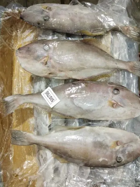 Доступны Замороженные кожаные куртки Рыба морепродукты для