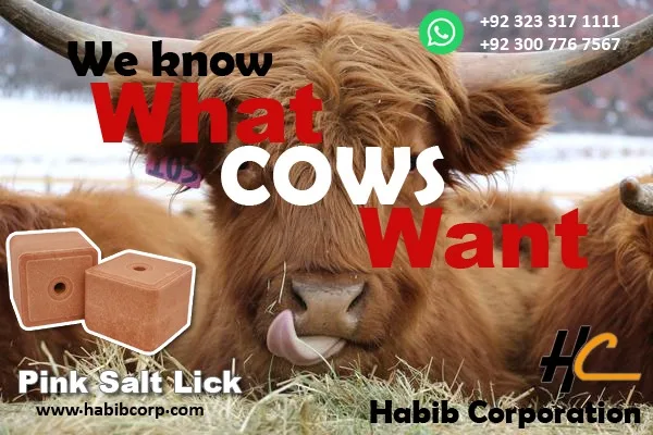 Compressed Salt Blocks Himalayan Salt licks