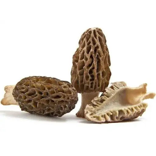 Morel & Morchella Mushroom With Best Price