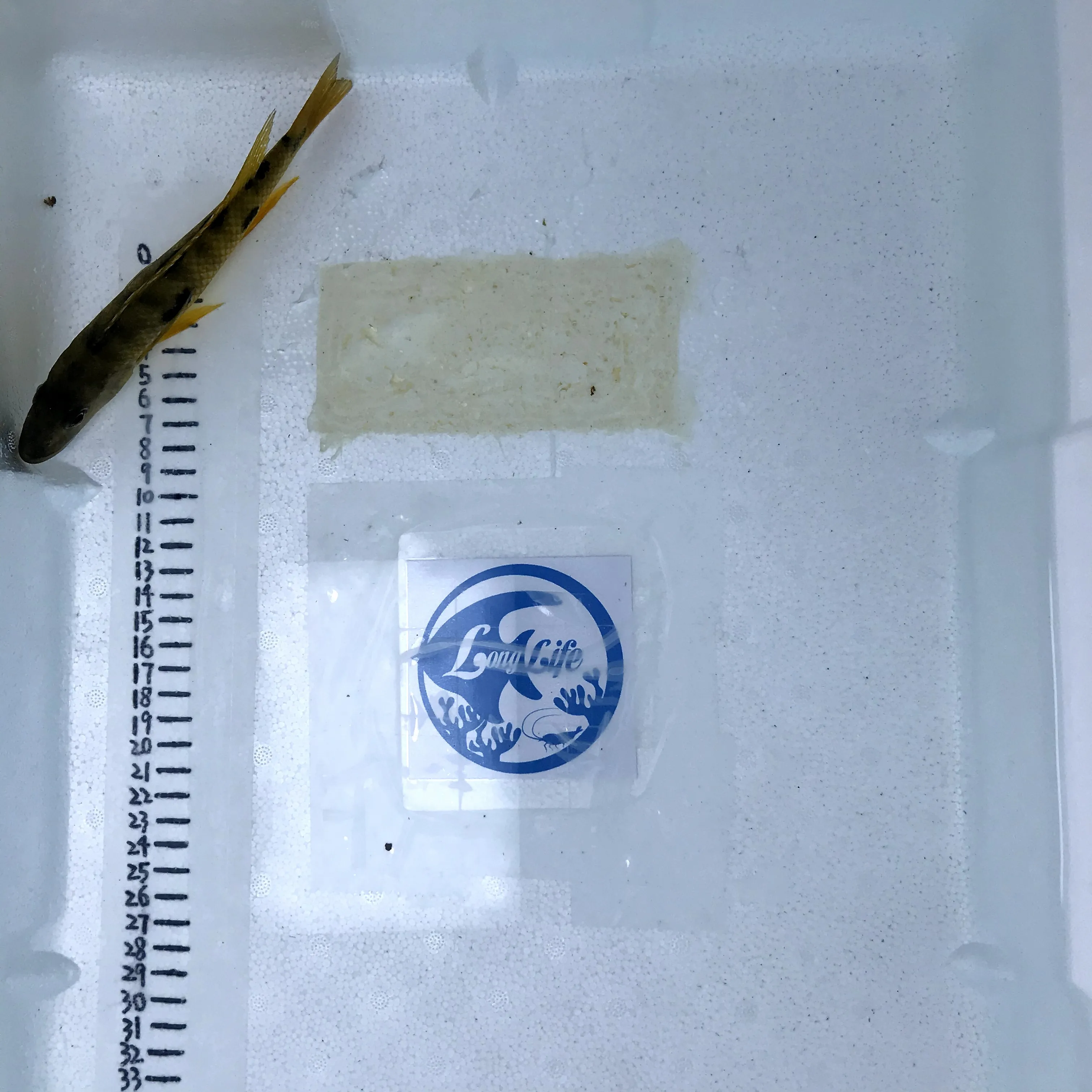 
Farm bred Exochochromis anagenys African Malawi Cichlids For sale 