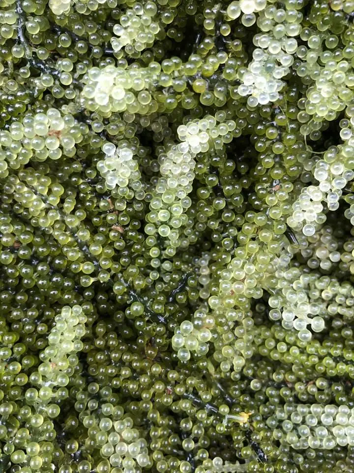 100% натуральный морской виноград из Вьетнама // WHATSAPP +