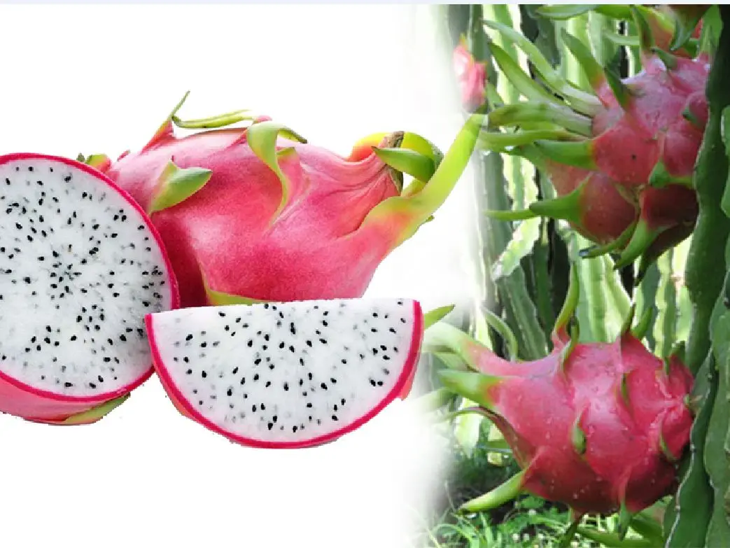
Safety and tasty dragon fruit Vietnamese specialties / KIO HYUNH +84 34 375 8904 