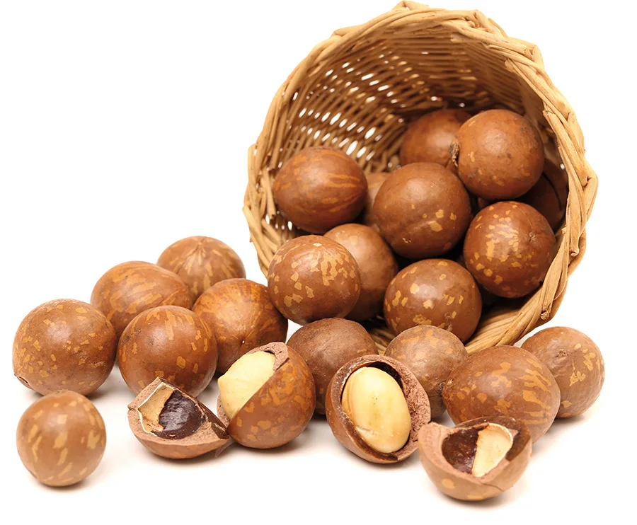 top grade macadamia nuts with shell