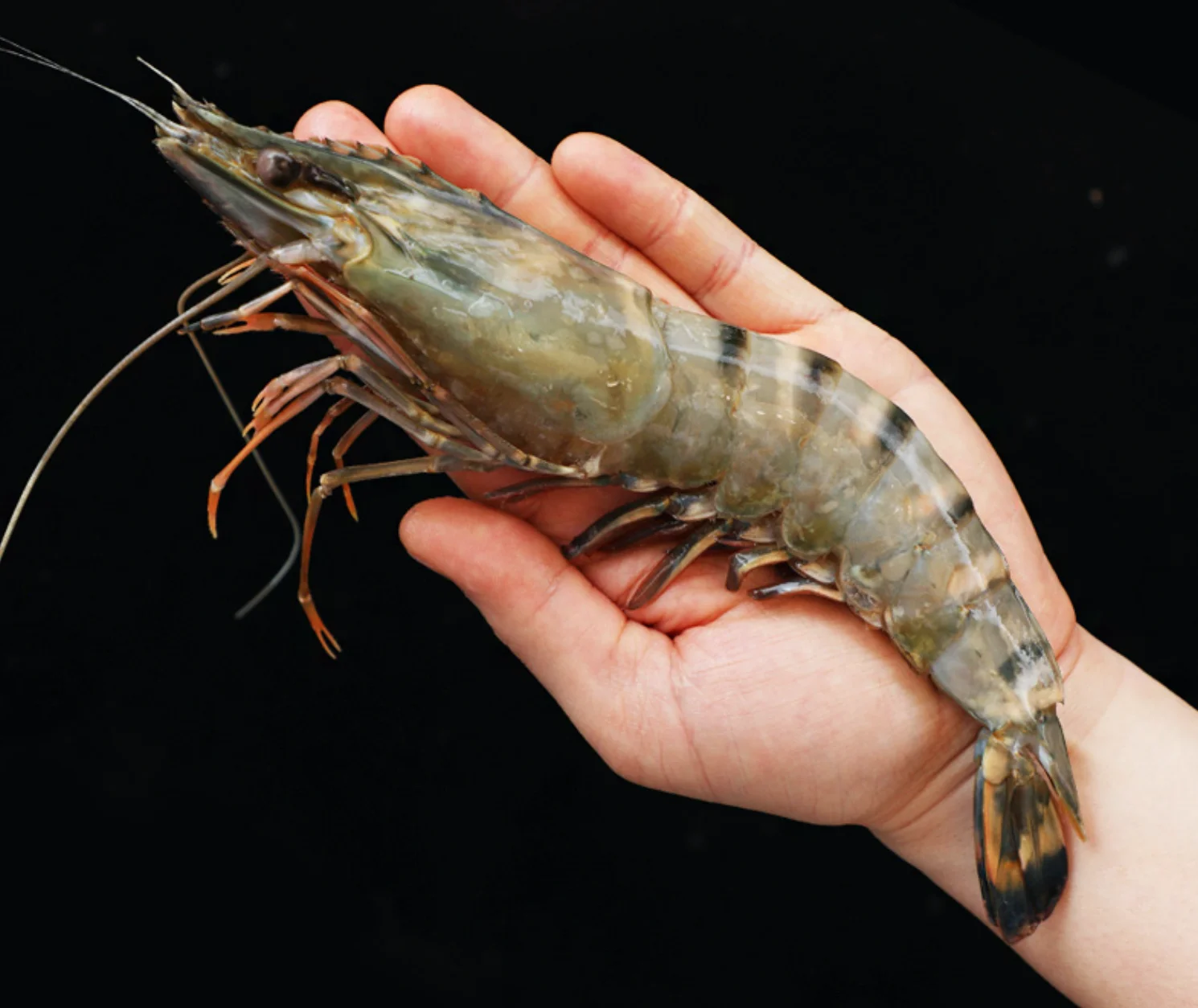 Best Quality Frozen Black Tiger Shrimp Natural Sea Caught Whole Part Export Standard