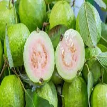 
SWEET FRESH GUAVA 