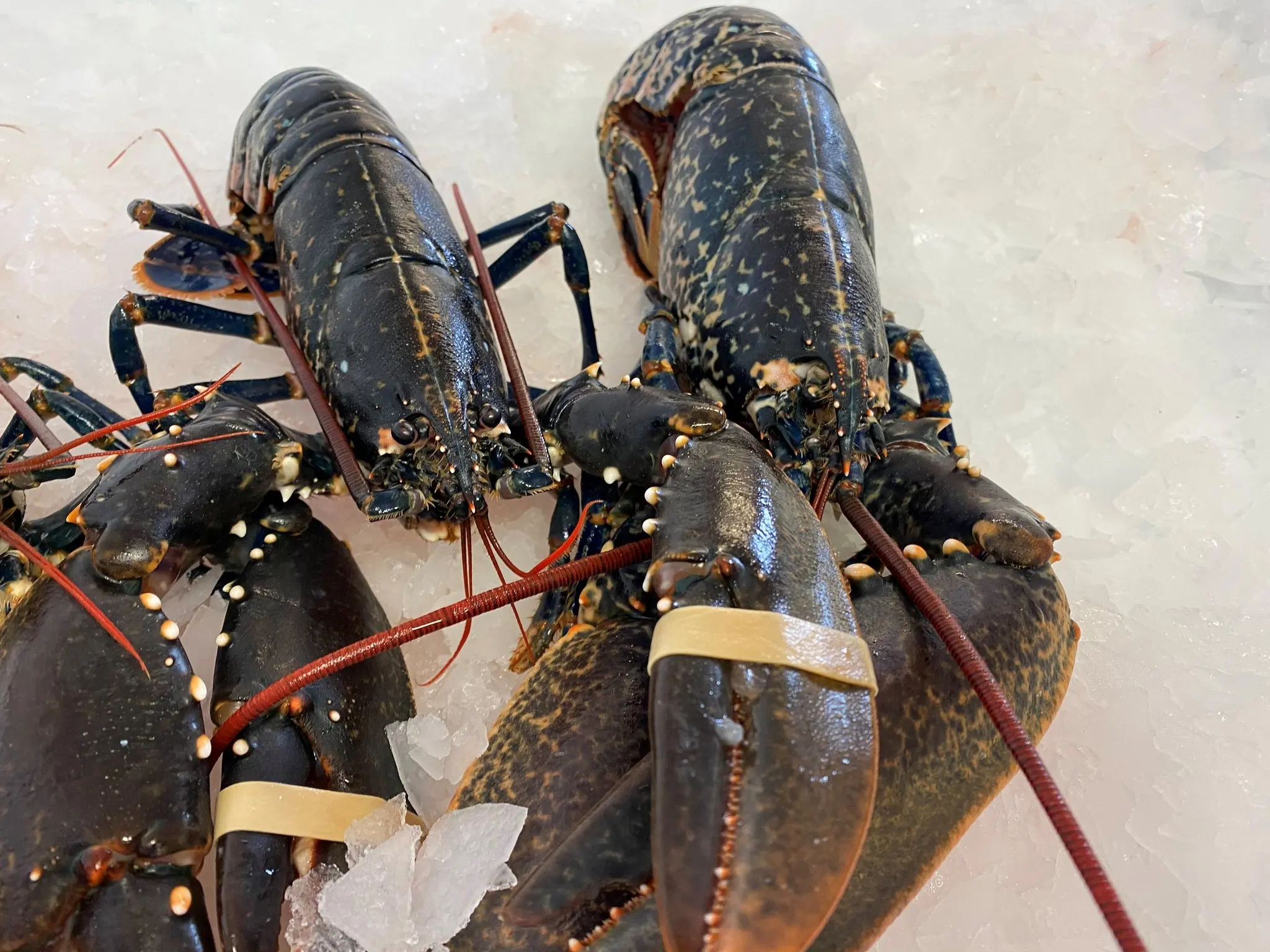lobster4_1024x10242x