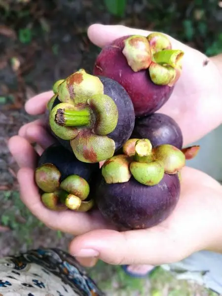 Direct to Farmer High Quality from Thailand Sweet Taste Natural Tropical Fresh Mangosteen