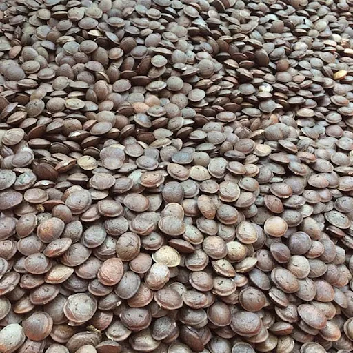 Export Agricultural Products Sweet Taste  Baked Hard Texture Sacha inchi Used as food  Mary