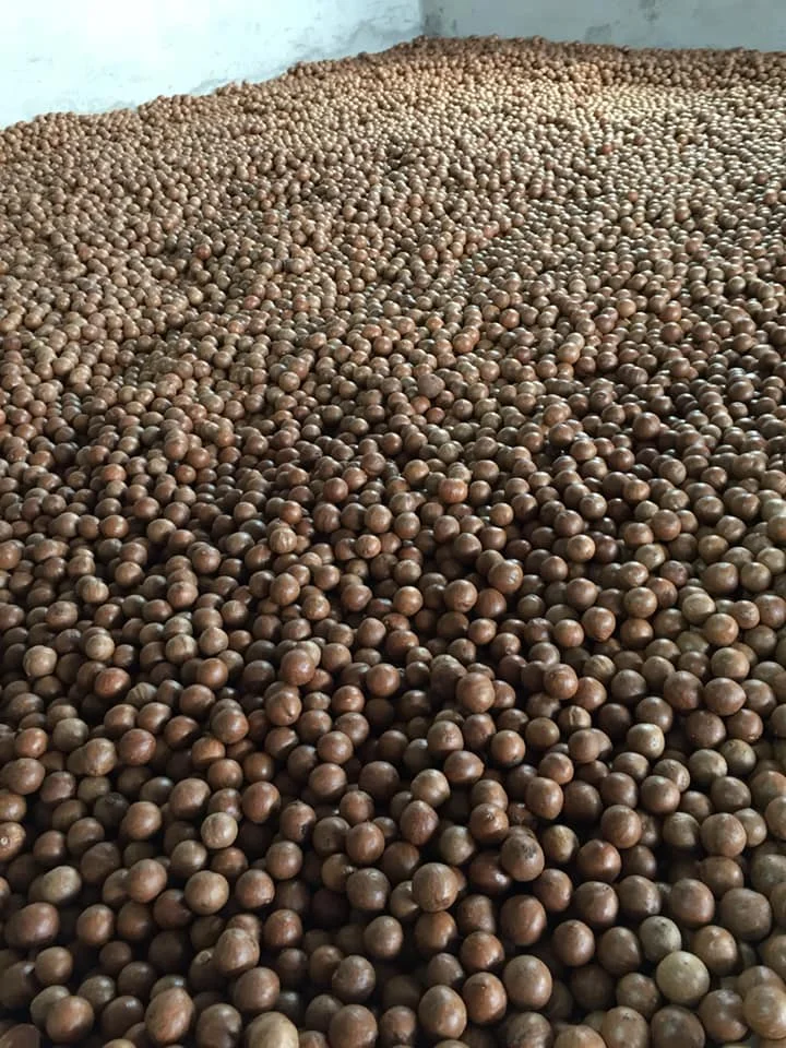 Macadamia nuts ( size 25+mm) According to Organic style ISO certification - High quality macca nuts