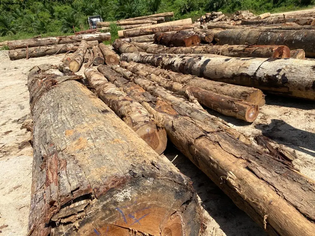Chengal Log Raw Wood Logs - Veneer Log Timber