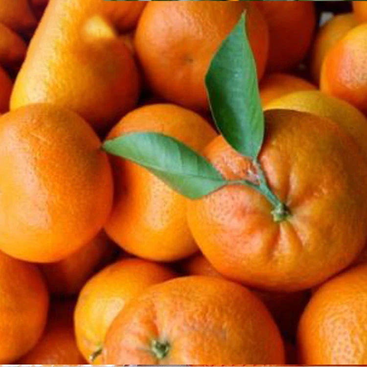 fresh baby fresh mandarin orange citrus fruit