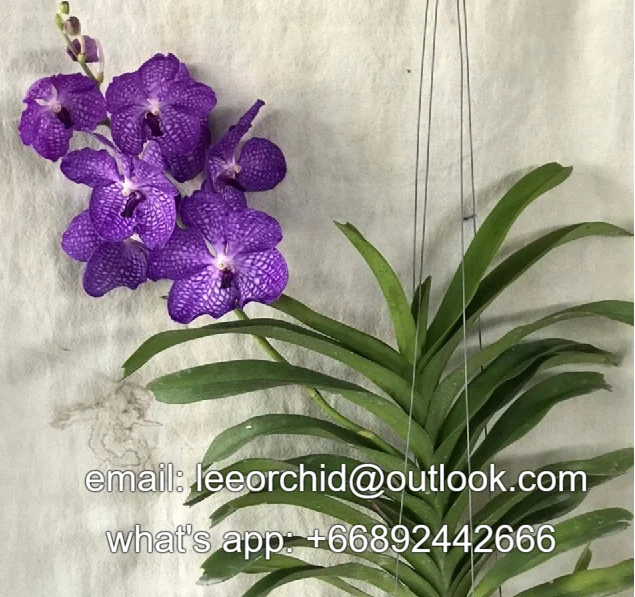  Тайская Орхидея Vanda горшочные растения Blue Vanda-Премиум качество Лучшая цена попробуйте