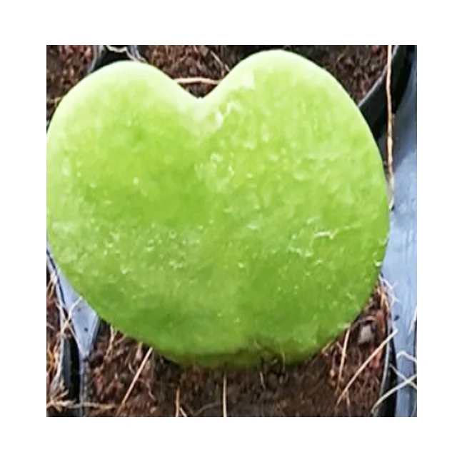 
Милое растение Hoya Kerrii 