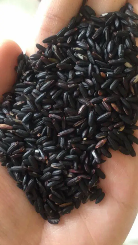 ORGANIC PURPLE RICE