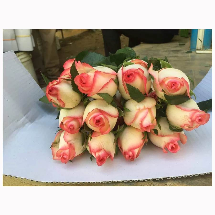 Возбуждающие розы для невесты и украшения для букетов, экспортируются из Индии от VENSAI Roses