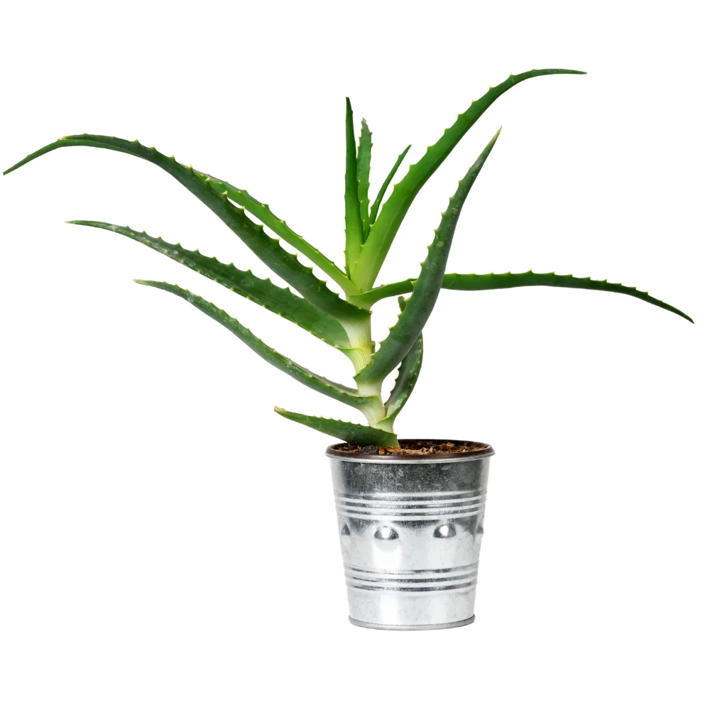 Aloe Arborescens Organic Certified Baby Plant | Grown Open-Air in Sicily | Great Quality