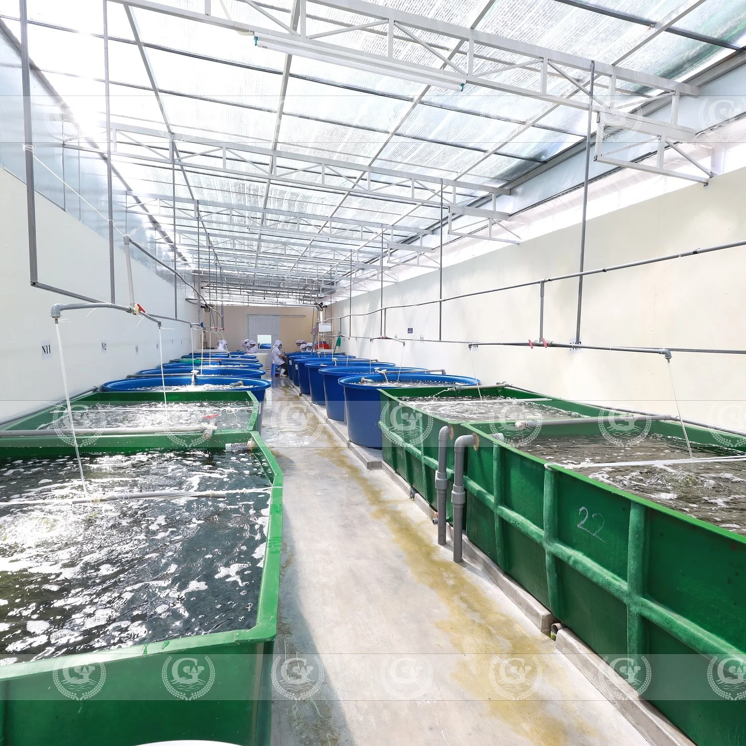 Сушеный соленый морской виноград с застежкой-молнией 100 г из Вьетнама морские водоросли umibudo lato зеленая Икра