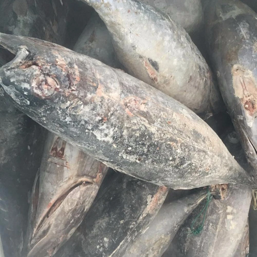 
Свежий свежий тунец, круглая рыба тунца 