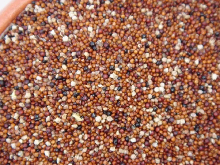 Kaniwa Grains, Canuhua seeds in bulk and premium quality Peru