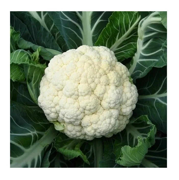 Best Wholesale Dealer Of Fresh Vegetables Cauliflower available Here Fresh Stock In bulk