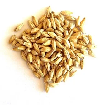
High Quality Best Selling Australian Barley Wholesale Price Top quality products 
