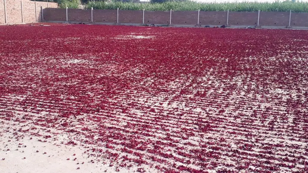 Dried Rose petals 100% natural full flower and rose petals only