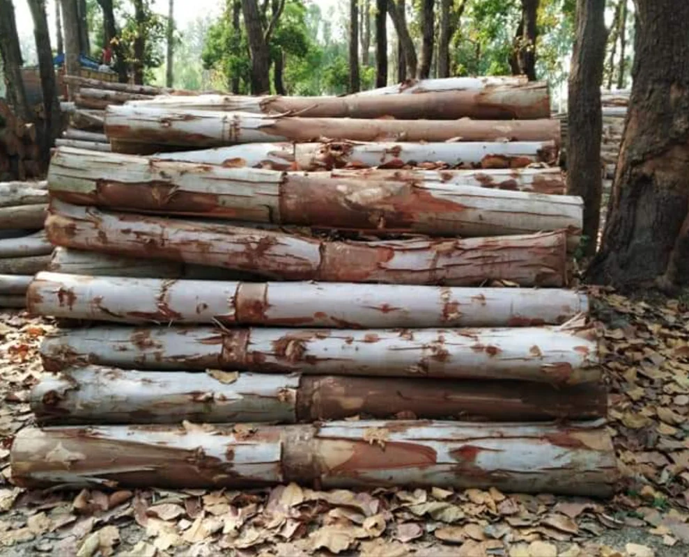  Eucalyptus wood logs Pine Wood Logs And Timber For