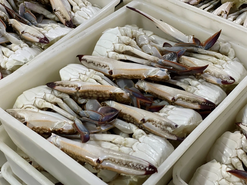 Frozen and Live Crabs / Blue Swimming Crabs  / Live Mud Crab Whole Round