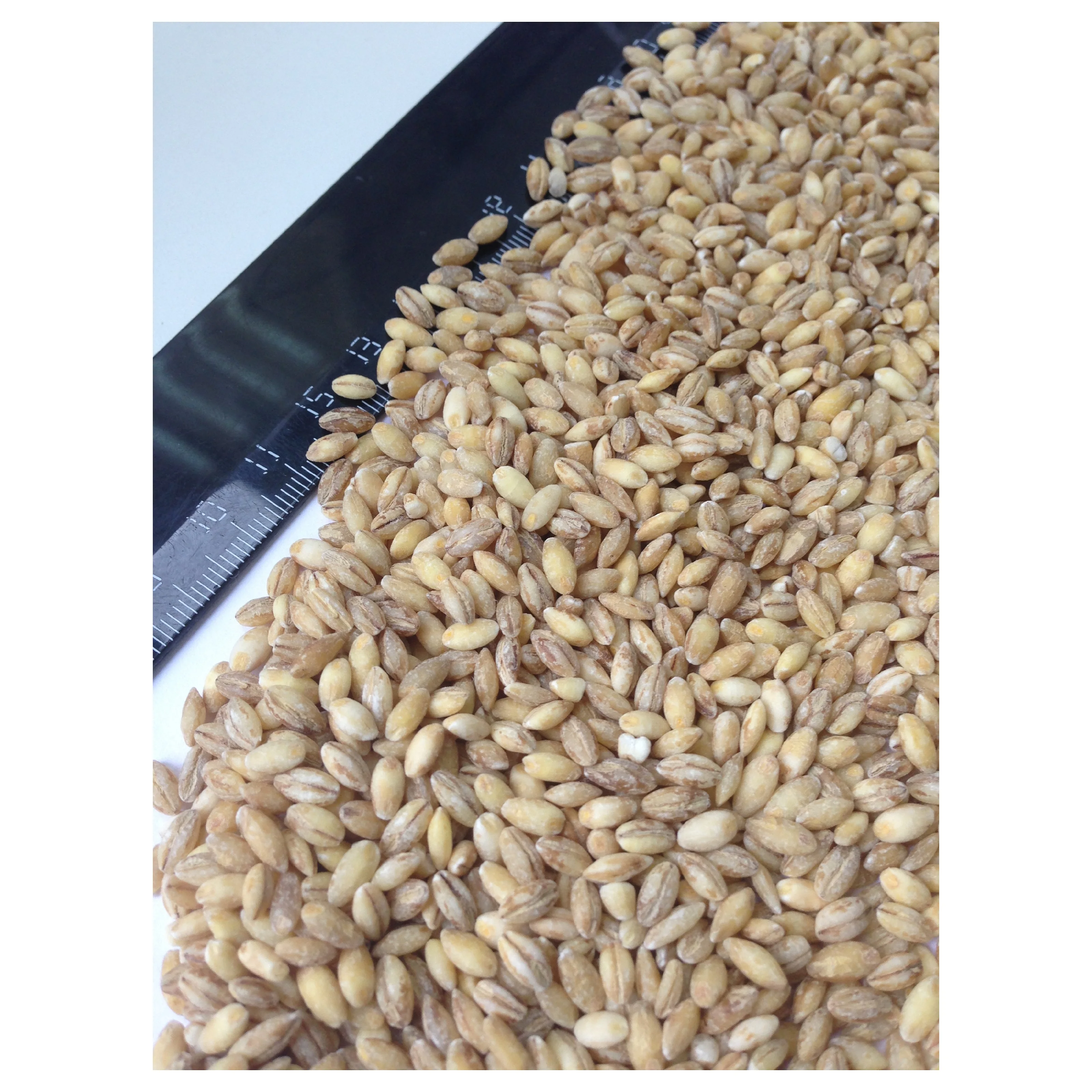 
Organic oat groats for import from Russia 