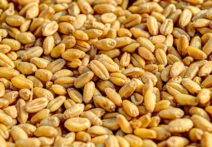 Мягкая фрезеровочная Пшеница индийского происхождения