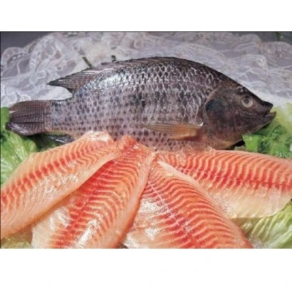 Natural Well Trimmed Frozen Tilapia Fillet Clean Made in Viet Nam Frozen tilapia fish Hot selling farm live fresh Wholesale