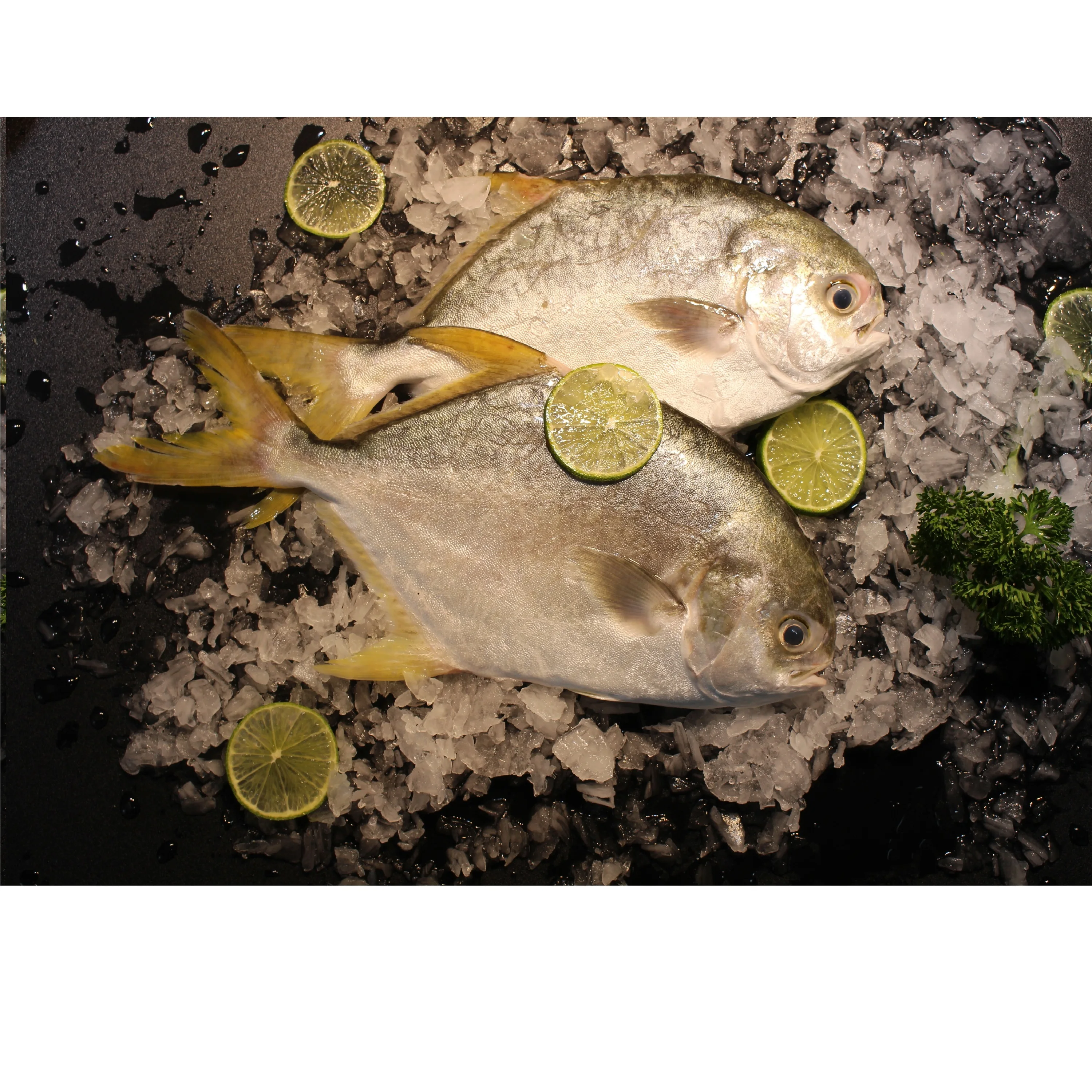 
Whole And Fillet Piece Frozen Shelf Life 12 Months From Vietnam Silver Pomfret Fish 