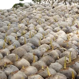 Dried Coconut High Quality Tropical Style Packaging Top Grade Purity Organic Variety Thien Phuc Company Hot Sale