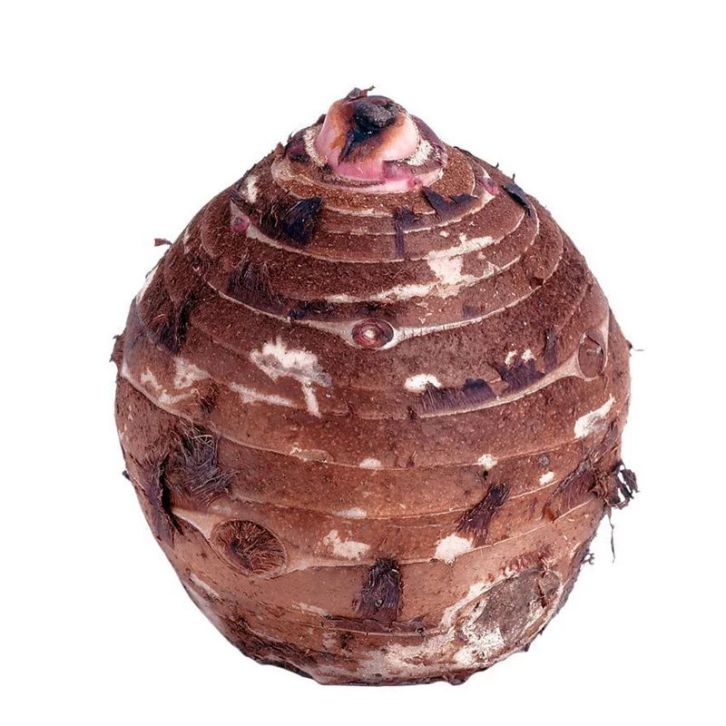 
(HOT) TARO /TARO ;30mm 50mm 70mm up 