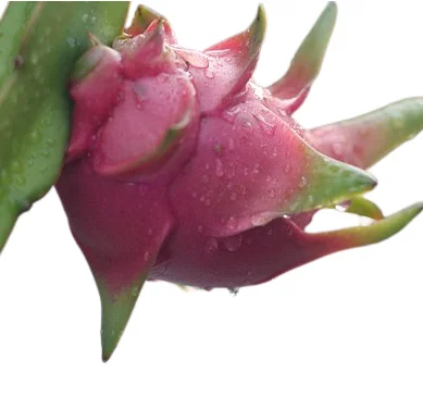 Свежий дракон красный и белый плод фрукты Высокое качество конкурентоспособная цена на экспорт 2021/100 Новый Супер вкусный вкус